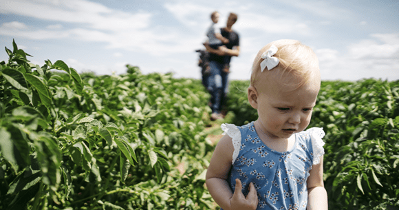 A cute child in a field of potato plants.