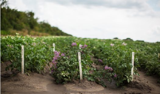 Rows of growing little potatoes.