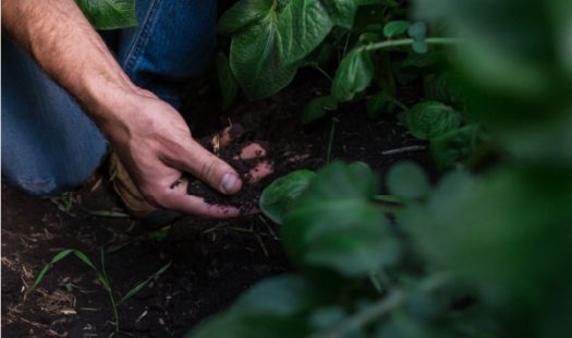 A farmer's hand checking on the crops that are keeping the soil protected.