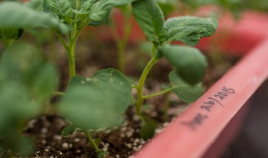 Seed potatoes in a cute little planter.