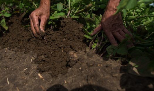 A farmer checking the soil.